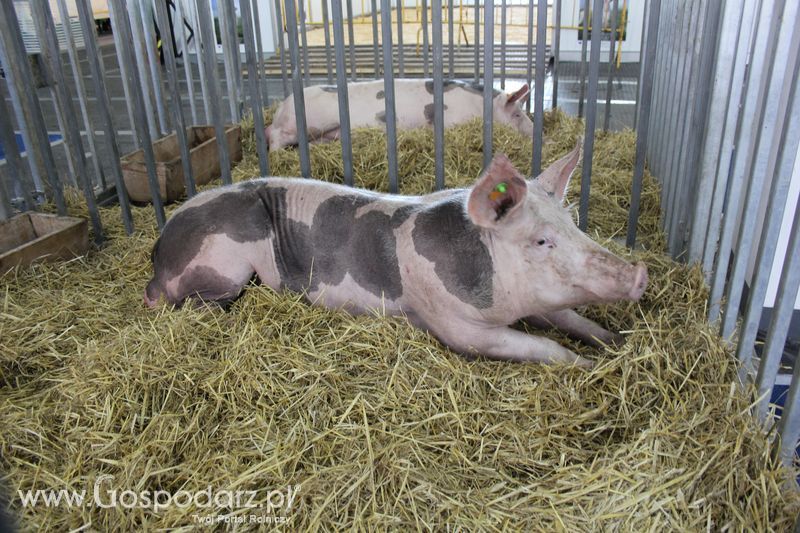 XXV Krajowa Wystawa Zwierząt Hodowlanych Niedziela
