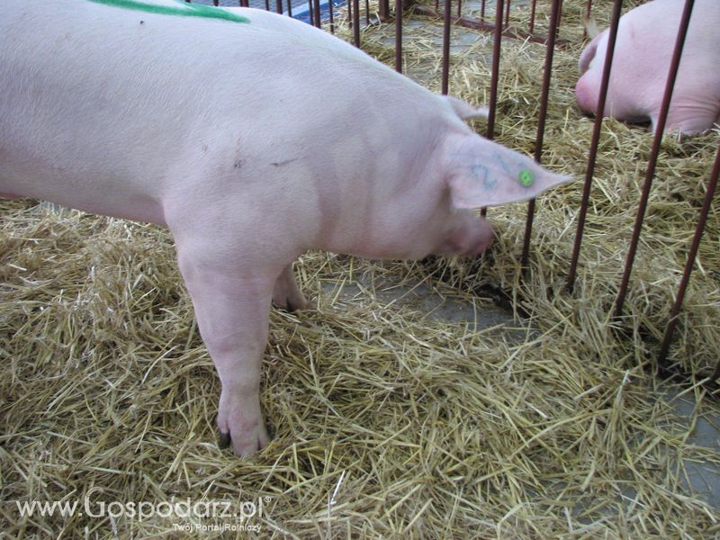 Lochy, knury na XXV Krajowej Wystawie Zwierząt Hodowlanych