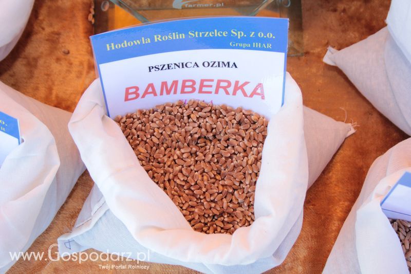 Polskie Zboża 2011 - Piątek 