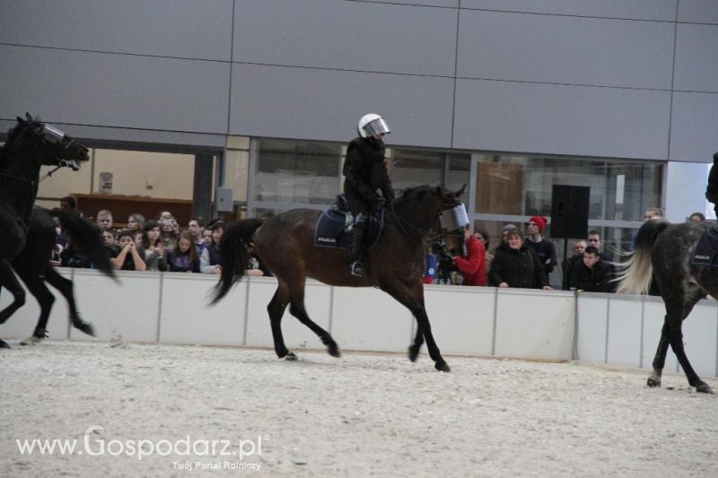 CAVALIADA 2013 w Poznaniu