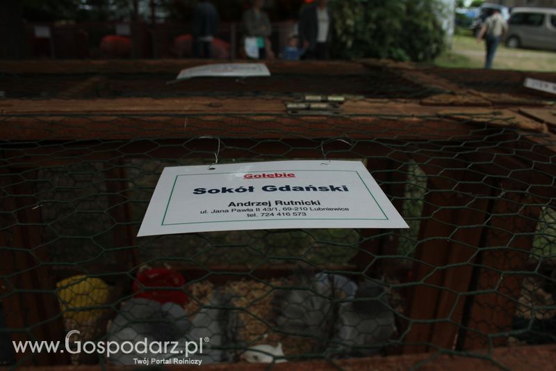 XX Targi Rolnicze Lubniewice - zwierzęta