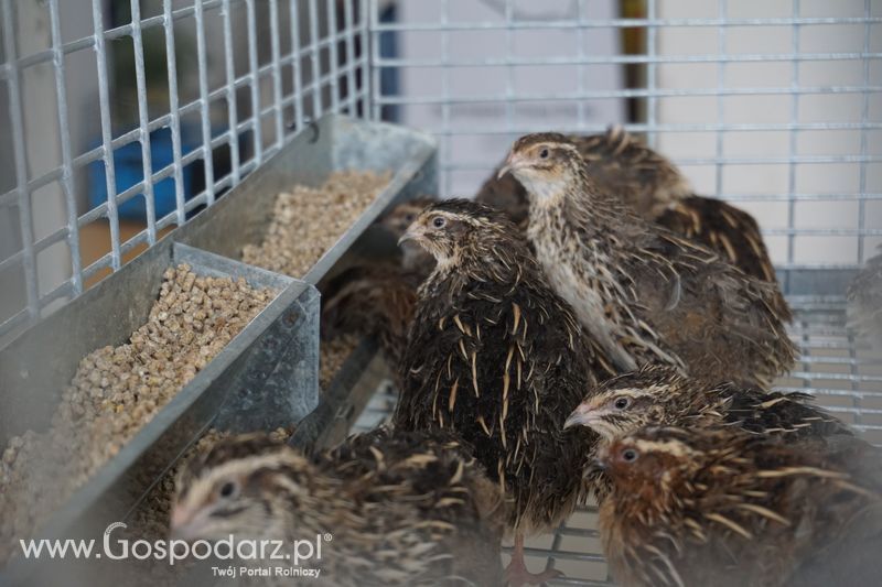 Wystawa zwierząt w Szepietowie