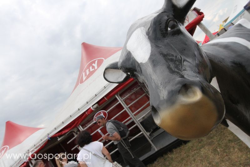 Lely na OPOLAGRA Kamień Śląski 2018