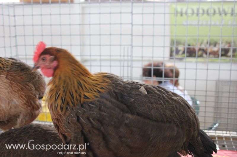 Drób - Szepietowo 2012 XIX Regionalna Wystawa Zwierząt Hodowlanych