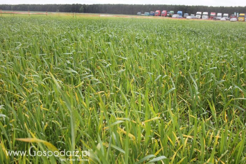 Polskie Zboża i Zielone Agro Show 2013