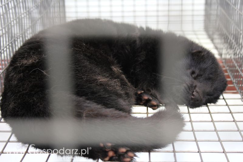 Konferencja Naukowo-Techniczna pt. Innowacyjność w produkcji zwierzęcej - oczekiwania czy konieczność dzień drugi