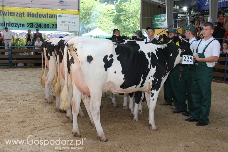 Bydło - Szepietowo 2012 XIX Regionalna Wystawa Zwierząt Hodowlanych