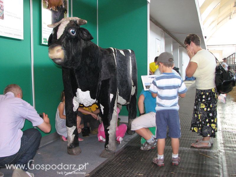 Bydło mleczne na XXV Krajowej Wystawie Zwierząt Hodowlanych