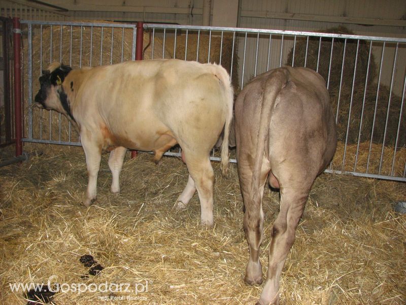 Bydło mleczne na XXV Krajowej Wystawie Zwierząt Hodowlanych
