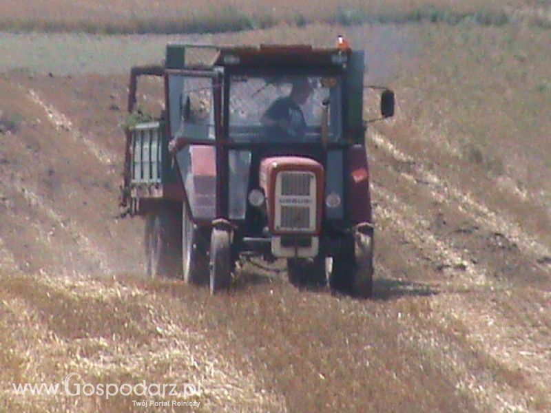 Wywóz  Obornik 2013