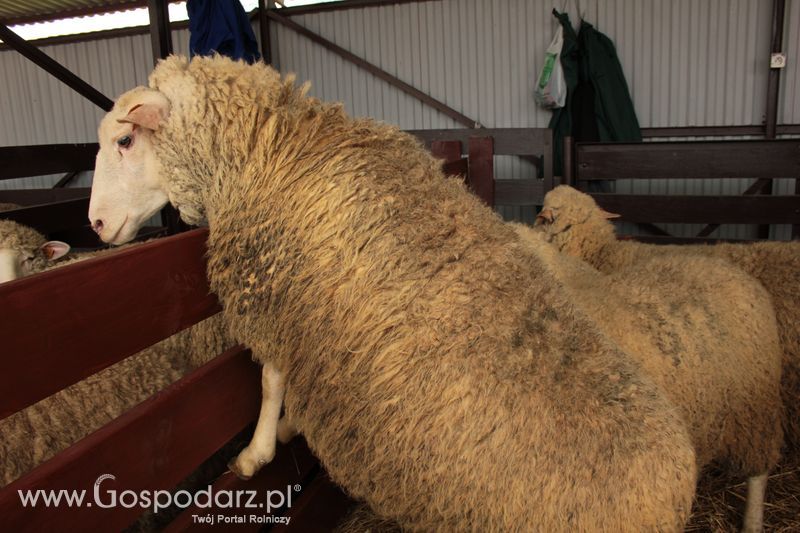 XVIII Regionalna Wystawa Zwierząt Hodowlanych i Dni z Doradztwem Rolniczym w Szepietowie - Sobota