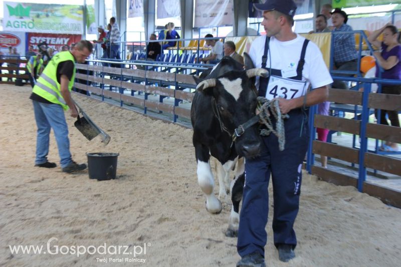 Bydło - Szepietowo 2012 XIX Regionalna Wystawa Zwierząt Hodowlanych
