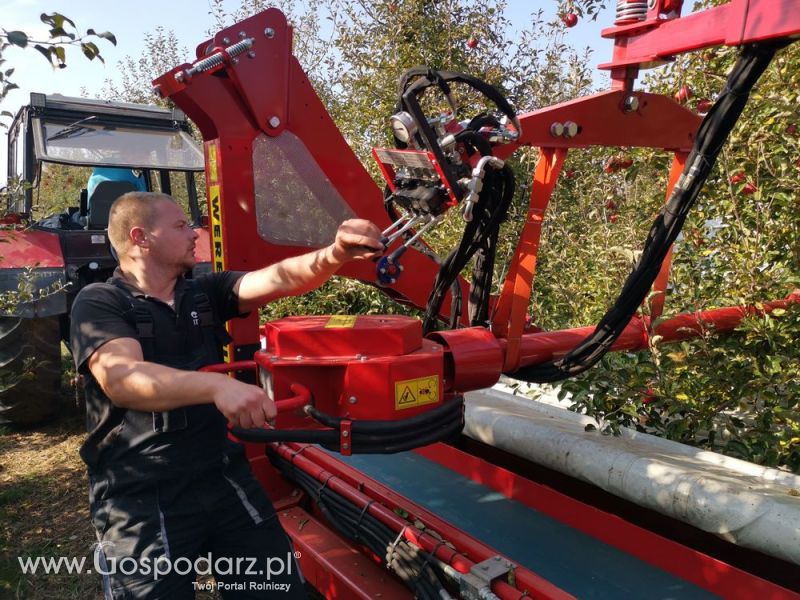 MAJA AUTOMATIC model LK zbiór jabłek