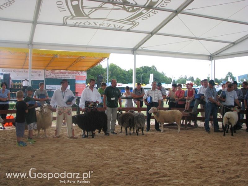 Krajowa Wystawa Ras Rodzimych Rudawka Rymanowska 2012 dzień 2