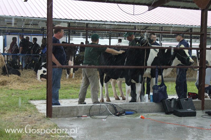 XVIII Regionalna Wystawa Zwierząt Hodowlanych w Szepietowie - przygotowania