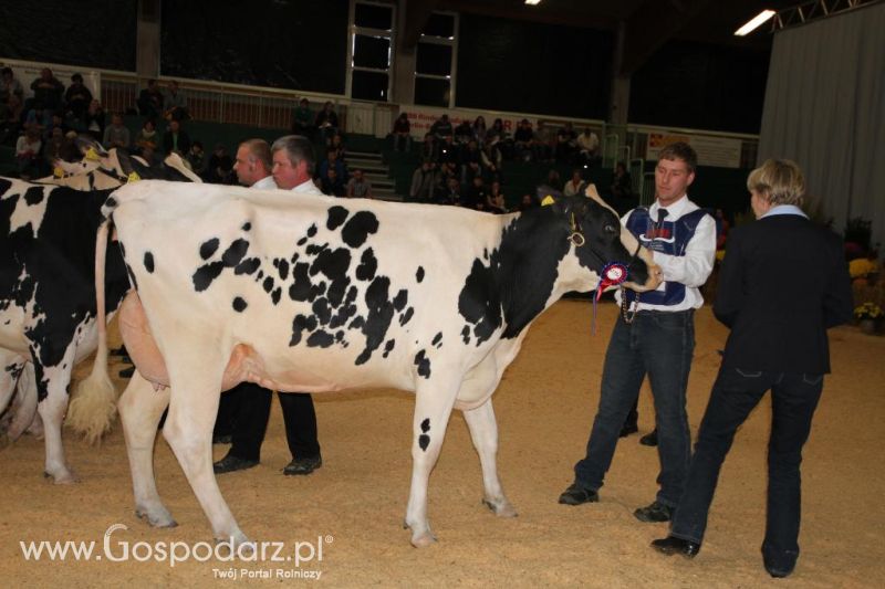 Wystawa  Blickpunkt Rind 2013 w miejscowości Paaren/Glien (Niemcy)
