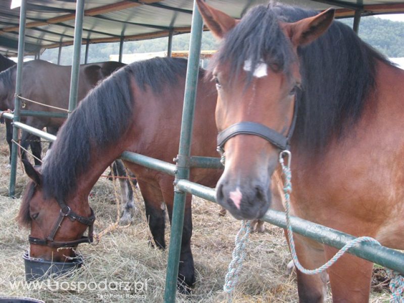 Krajowa Wystawa Ras Rodzimych Rudawka Rymanowska 2012