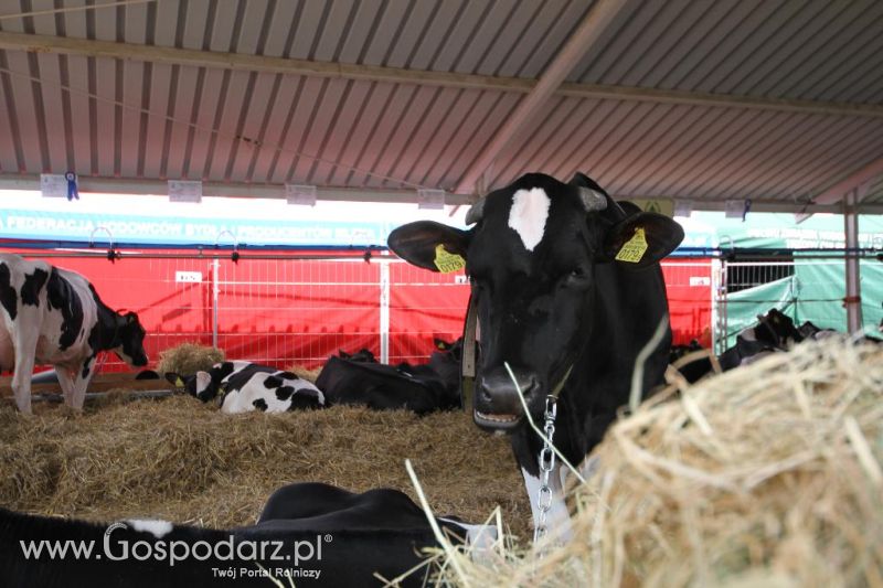 AGRO-TECH w Minikowie 2013