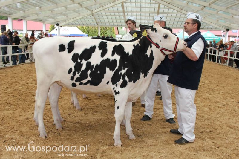 VII Ogólnopolska Wystawa Bydła Hodowlanego - Sielinko 2012