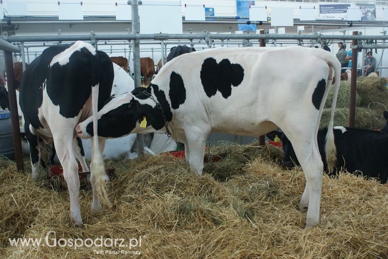 Bydło mleczne na XXV Krajowej Wystawie Zwierząt Hodowlanych