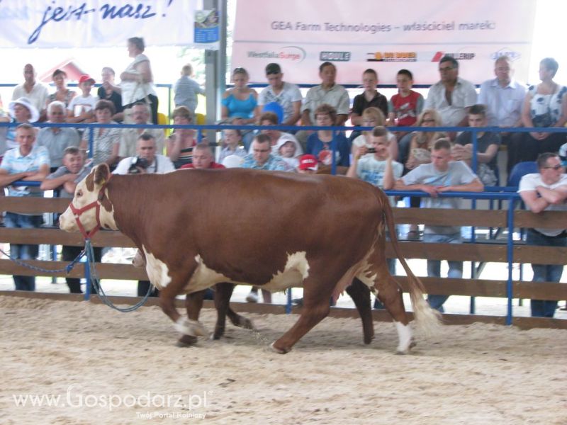 Bydło - Szepietowo 2012 XIX Regionalna Wystawa Zwierząt Hodowlanych