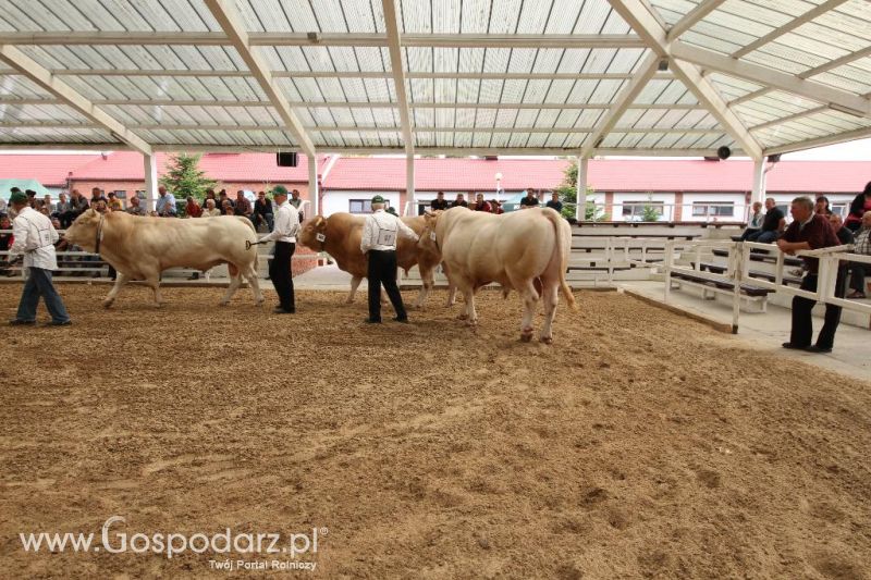 I Krajowa Wystawa Bydła Mięsnego w Sielinku - sobota