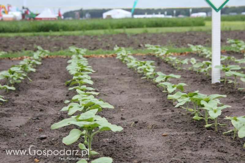 Polskie Zboża i Zielone Agro Show 2013