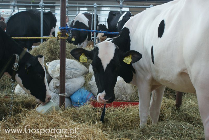 Bydło mleczne na XXV Krajowej Wystawie Zwierząt Hodowlanych
