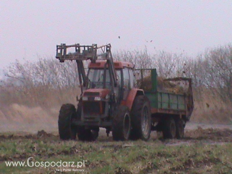 Wywóz  Obornik 2013