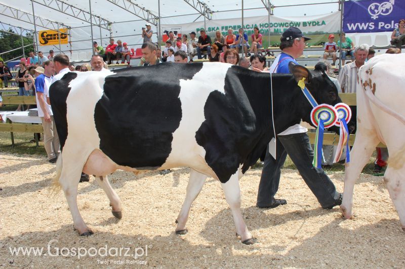Superchampioni i championi Śląskiej Wystawy Bydła Mlecznego Opolagra 2011