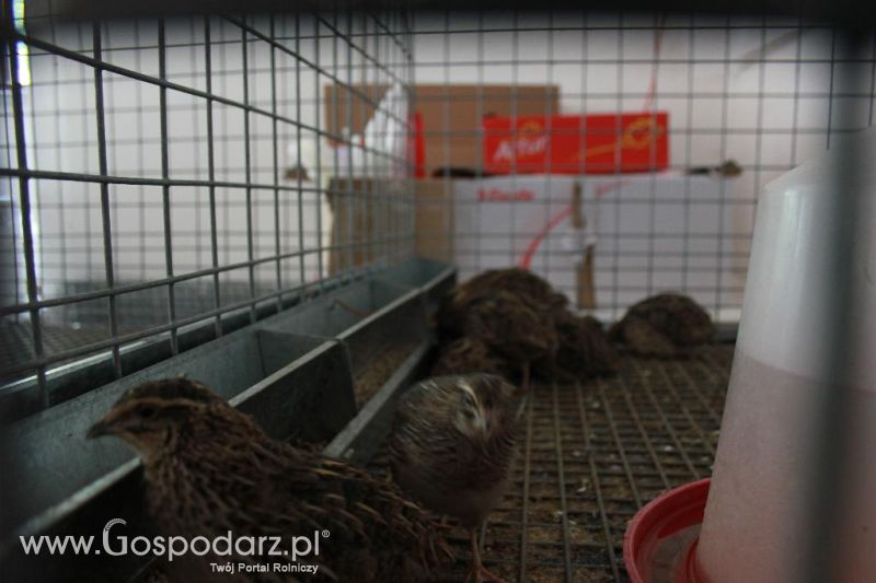 Regionalna Wystawa Zwierząt Hodowlanych i Dni z Doradztwem Rolniczym w Szepietowie-niedziela
