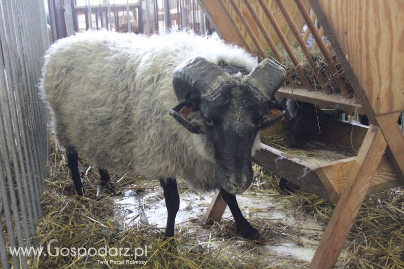 XXVI Krajowa Wystawa Zwierząt Hodowlanych - sobota i niedziela