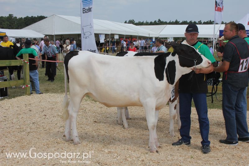 Superchampioni i championi Śląskiej Wystawy Bydła Mlecznego Opolagra 2011