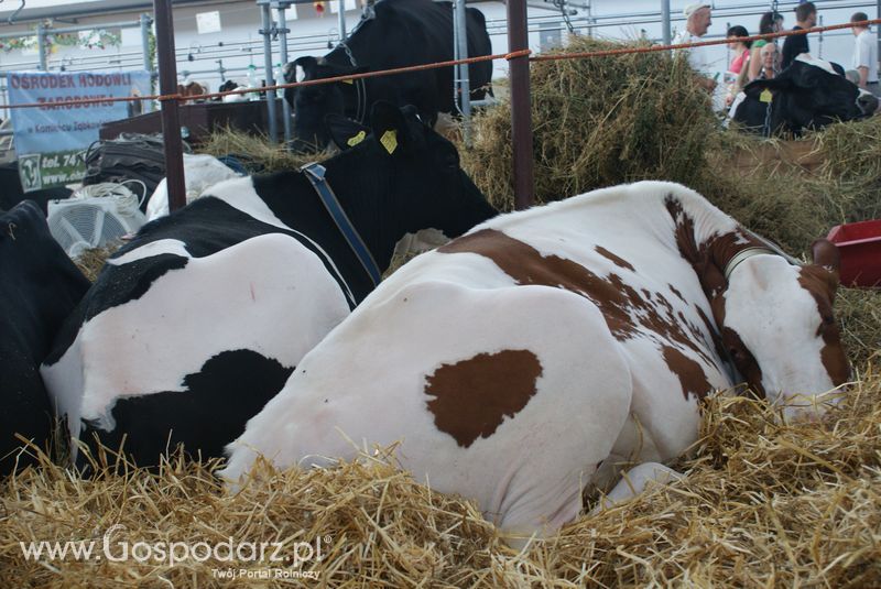 Bydło mleczne na XXV Krajowej Wystawie Zwierząt Hodowlanych