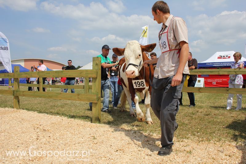 Superchampioni i championi Śląskiej Wystawy Bydła Mlecznego Opolagra 2011