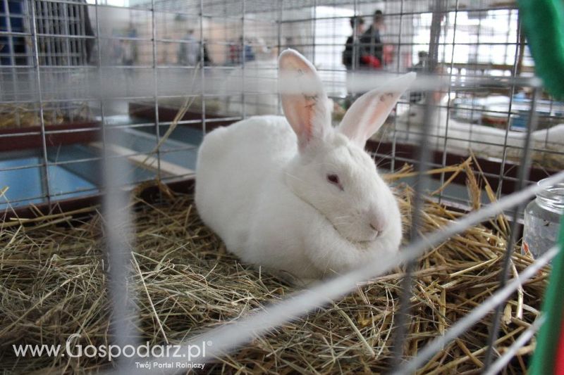 XXVI Krajowa Wystawa Zwierząt Hodowlanych - sobota i niedziela