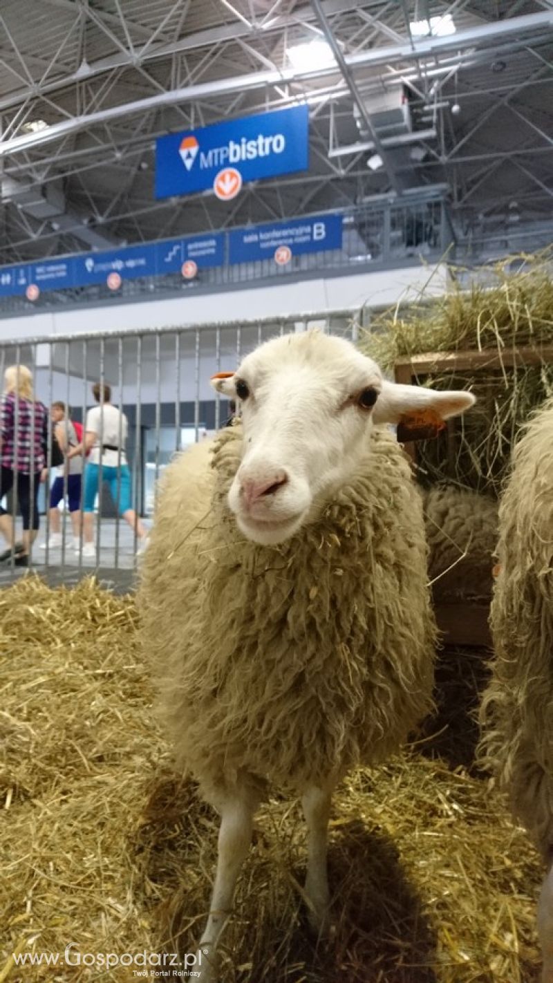 Narodowa Wystawa Zwierząt Hodowlanych 2019