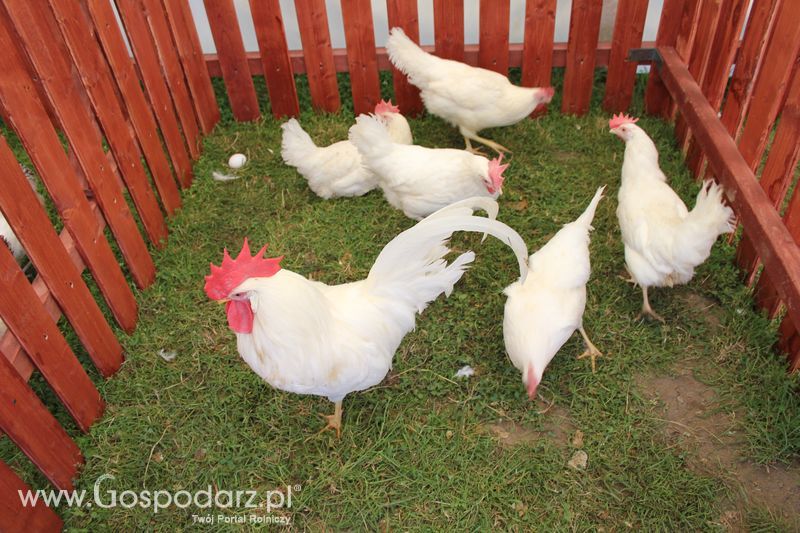 Konferencja Naukowo-Techniczna pt. Innowacyjność w produkcji zwierzęcej - oczekiwania czy konieczność dzień drugi