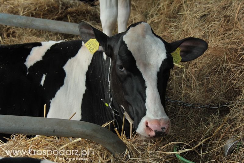  XX Targi Rolnicze Lubniewice