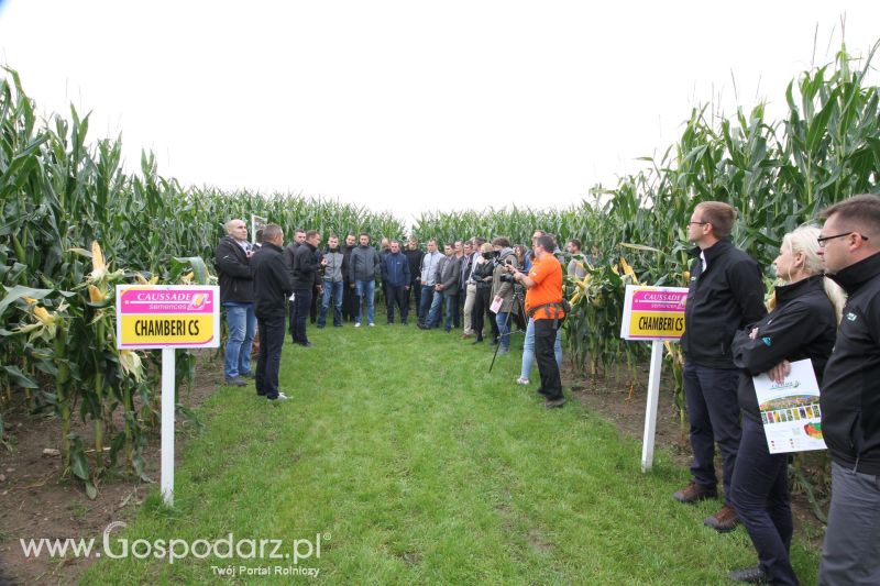 Poletka doświadczalne Caussade Nasiona w Dziećmiarkach 2017