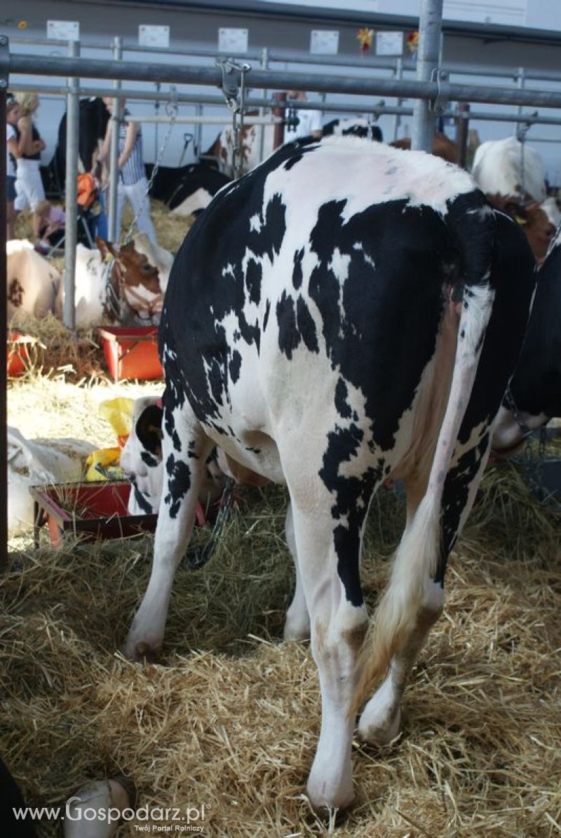 Bydło mleczne na XXV Krajowej Wystawie Zwierząt Hodowlanych