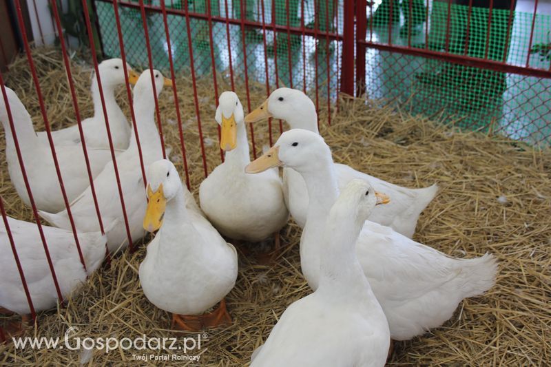 XXV Krajowa Wystawa Zwierząt Hodowlanych Niedziela
