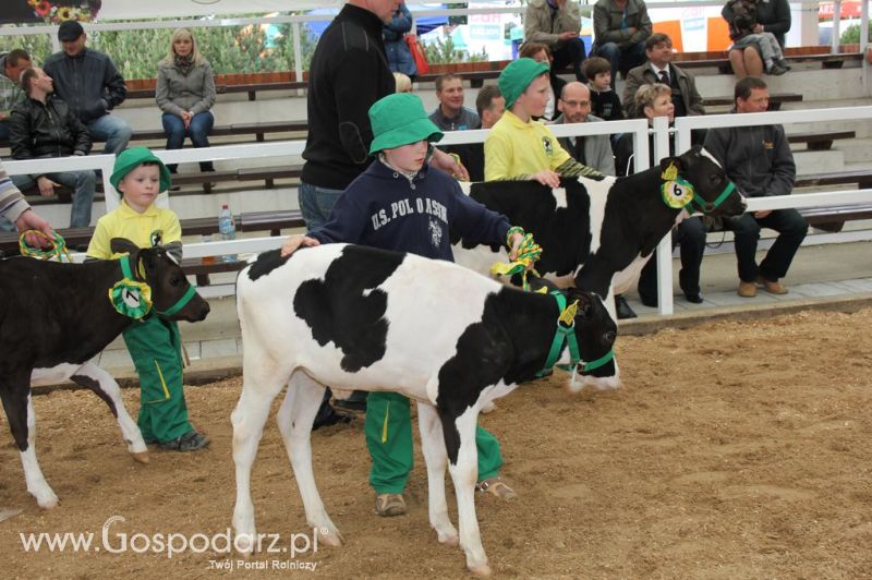 Mali Hodowcy VII Ogólnopolska Wystawa Bydła Hodowlanego w Sielinku 2012