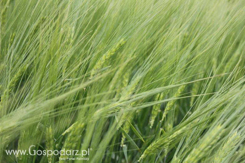 Polskie Zboża i Zielone Agro Show 2013