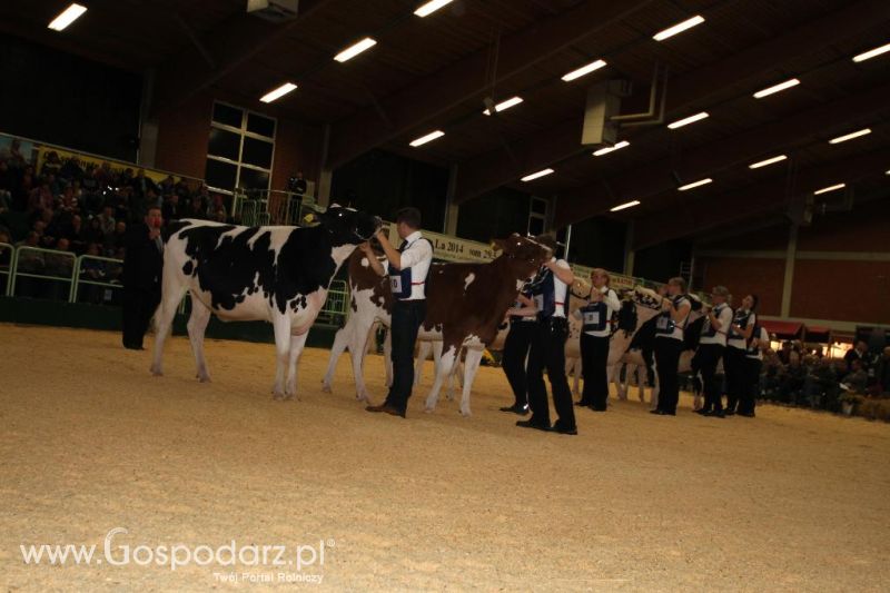 Wystawa  Blickpunkt Rind 2013 w miejscowości Paaren/Glien (Niemcy)