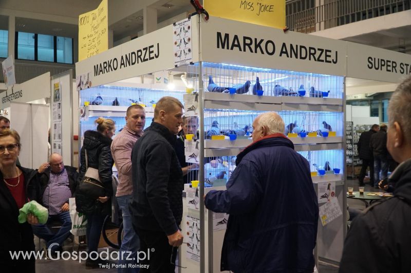 XXXVI Olimpiada Gołębi i Targi Gołębi Pocztowych i Akcesoriów otwarcie - dzień pierwszy