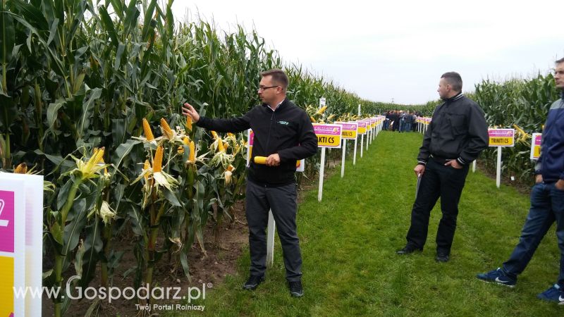 Poletka doświadczalne Caussade Nasiona w Dziećmiarkach 2017