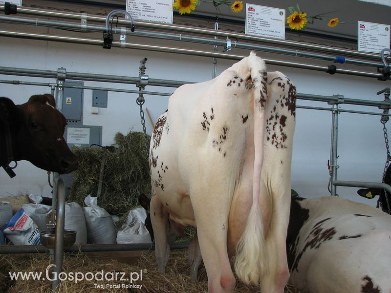 Bydło mleczne na XXV Krajowej Wystawie Zwierząt Hodowlanych