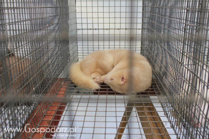 Konferencja Naukowo-Techniczna pt. Innowacyjność w produkcji zwierzęcej - oczekiwania czy konieczność dzień drugi