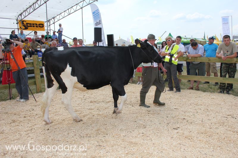 Superchampioni i championi Śląskiej Wystawy Bydła Mlecznego Opolagra 2011
